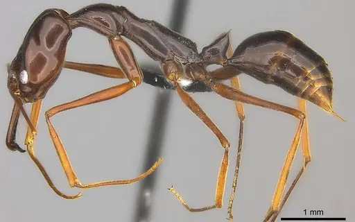 Odontomachus angulatus specimen