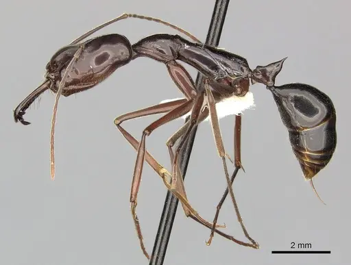 Odontomachus angulatus - CASENT0270615