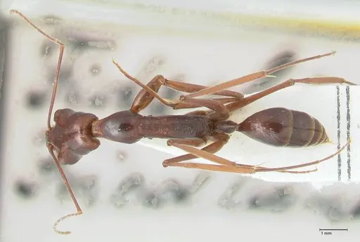 Odontomachus angulatus - FOCOL1078