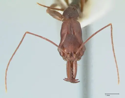 Odontomachus angulatus - FOCOL1078