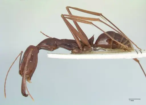 Odontomachus angulatus - FOCOL1078