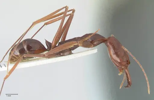 Odontomachus angulatus - FOCOL1078