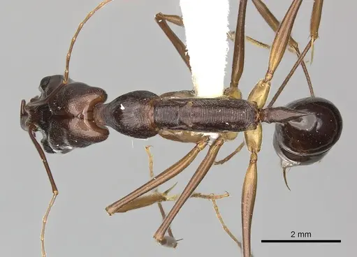 Odontomachus animosus specimen