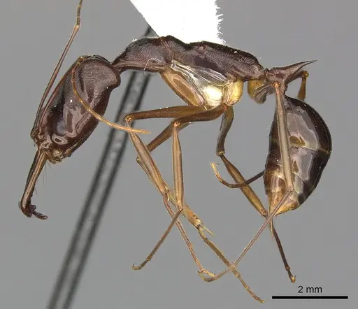Odontomachus animosus specimen