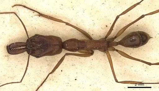 Odontomachus animosus - CASENT0901333