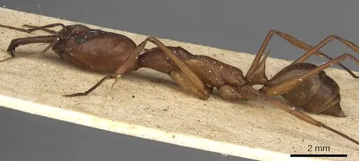 Odontomachus animosus - CASENT0901333