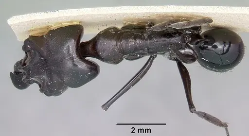 Odontomachus assiniensis specimen