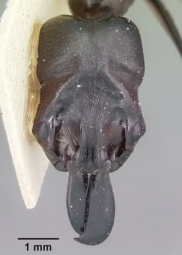 Odontomachus assiniensis specimen