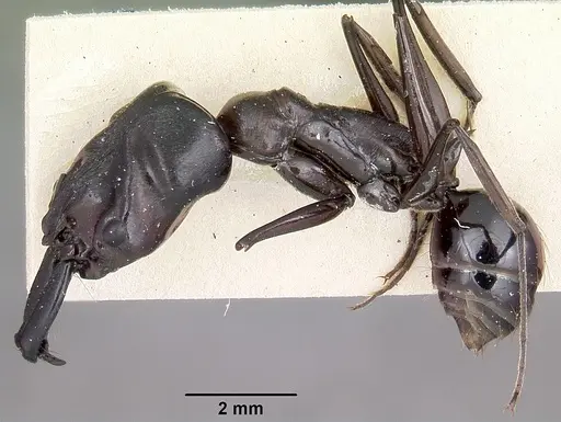 Odontomachus assiniensis specimen