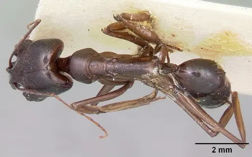 Odontomachus assiniensis - CASENT0104656