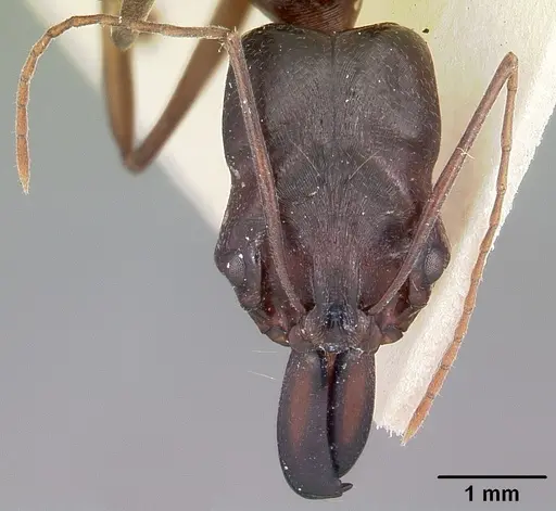 Odontomachus assiniensis - CASENT0104656