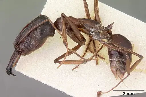 Odontomachus assiniensis - CASENT0104656