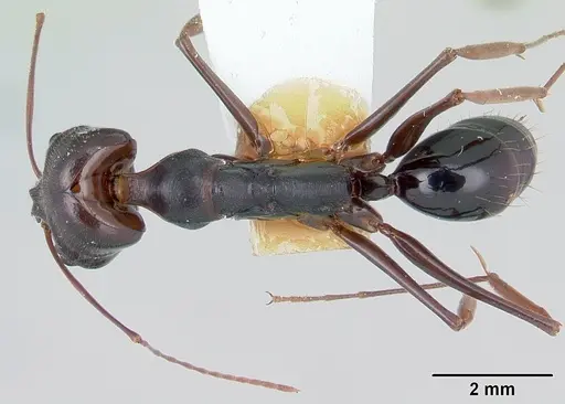 Odontomachus assiniensis - CASENT0178262