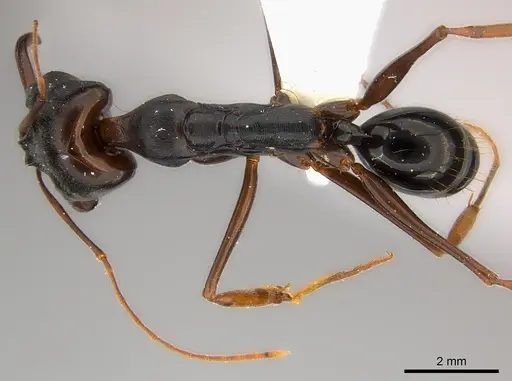 Odontomachus assiniensis - CASENT0217181