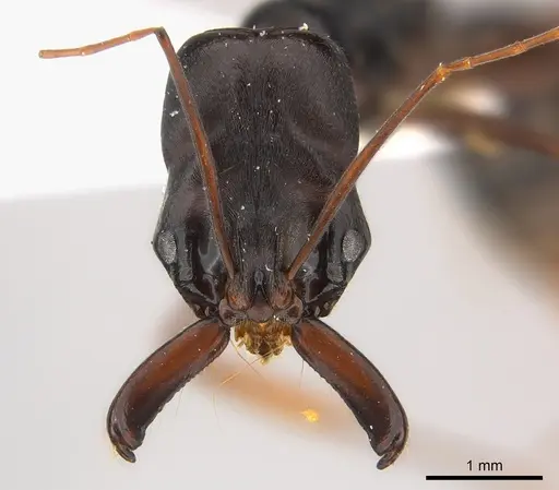 Odontomachus assiniensis - CASENT0217181