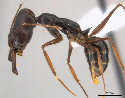 Odontomachus assiniensis - CASENT0217181