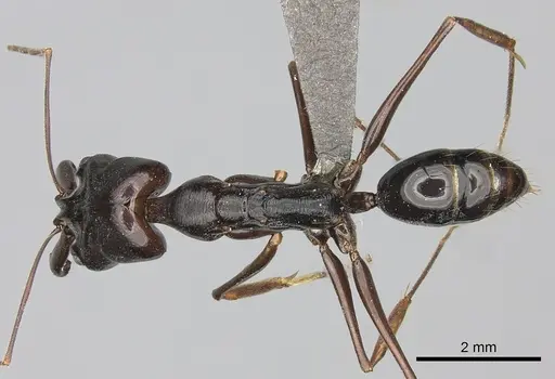 Odontomachus assiniensis - CASENT0235558