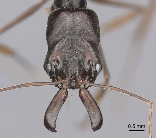 Odontomachus assiniensis - CASENT0235558