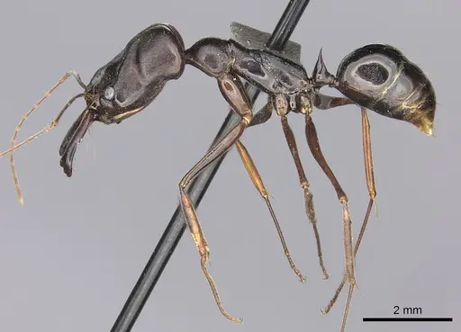 Odontomachus assiniensis - CASENT0235558