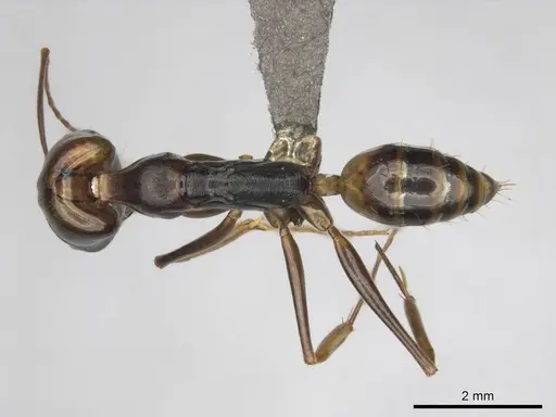 Odontomachus assiniensis - CASENT0250098