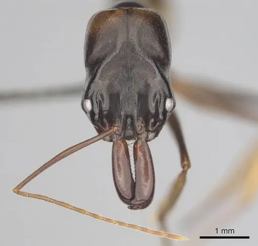 Odontomachus assiniensis - CASENT0250098