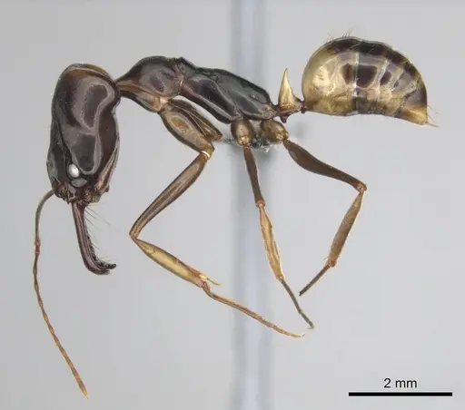 Odontomachus assiniensis - CASENT0250098