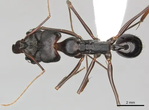 Odontomachus assiniensis - CASENT0270614