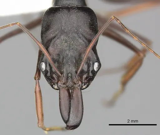 Odontomachus assiniensis - CASENT0270614