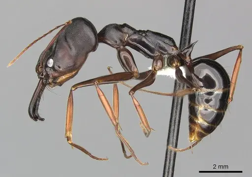 Odontomachus assiniensis - CASENT0270614