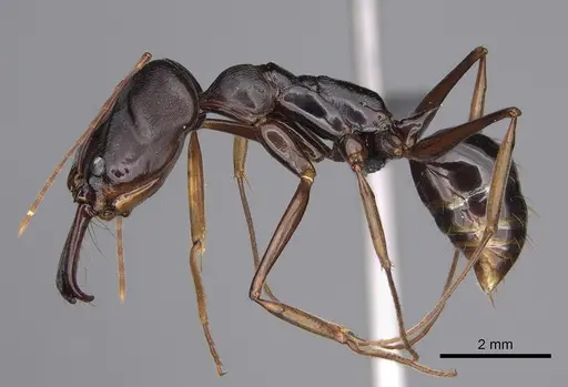 Odontomachus assiniensis - CASENT0354600