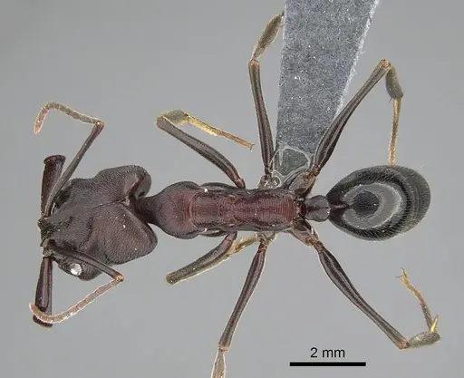 Odontomachus assiniensis - CASENT0785948