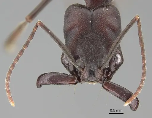 Odontomachus assiniensis - CASENT0785948