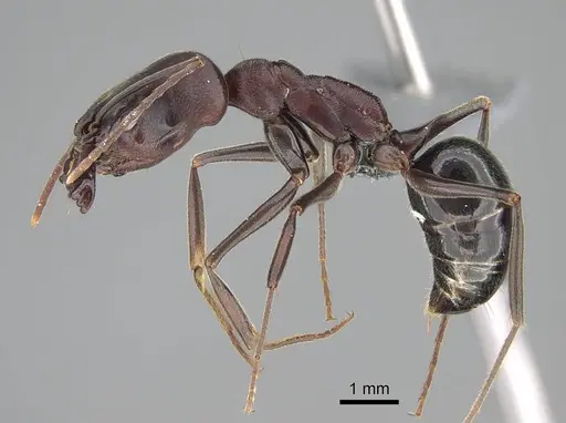 Odontomachus assiniensis - CASENT0785948