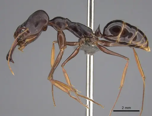 Odontomachus assiniensis - CASENT0821680