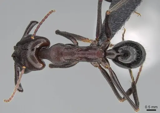 Odontomachus assiniensis - CASENT0822206