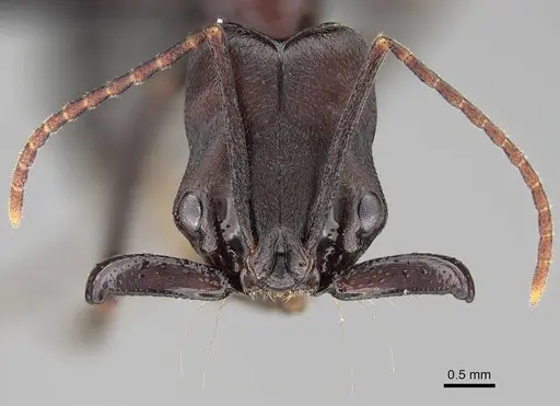 Odontomachus assiniensis - CASENT0822206