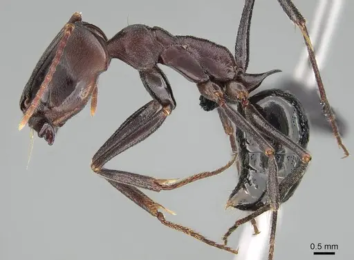 Odontomachus assiniensis - CASENT0822206