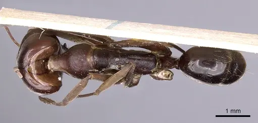 Odontomachus assiniensis - CASENT0900580