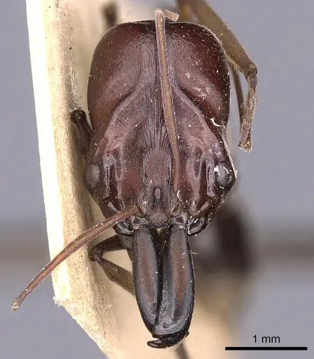 Odontomachus assiniensis - CASENT0900580