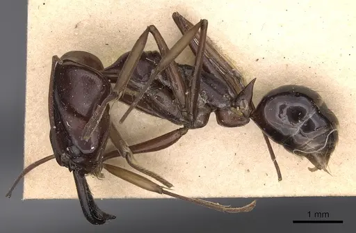 Odontomachus assiniensis - CASENT0900580