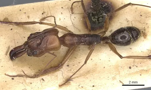 Odontomachus assiniensis - CASENT0904001