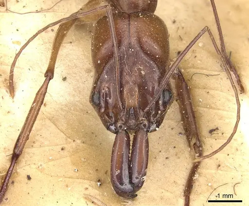 Odontomachus assiniensis - CASENT0904001