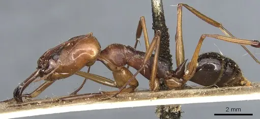 Odontomachus assiniensis - CASENT0904001