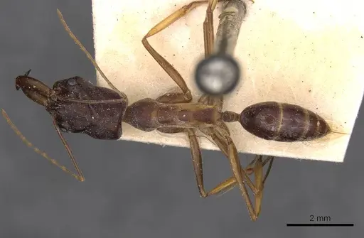 Odontomachus assiniensis - CASENT0907424