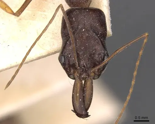 Odontomachus assiniensis - CASENT0907424