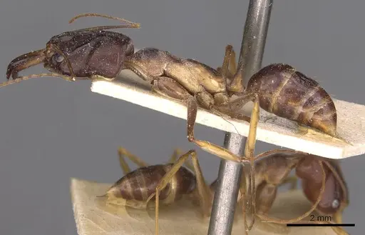 Odontomachus assiniensis - CASENT0907424