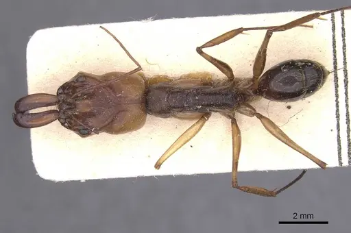 Odontomachus assiniensis - CASENT0913746