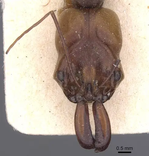 Odontomachus assiniensis - CASENT0913746