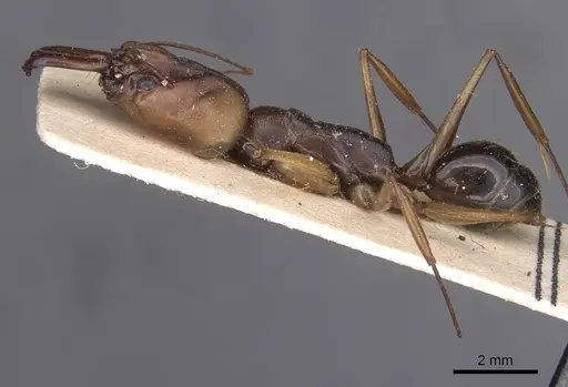 Odontomachus assiniensis - CASENT0913746