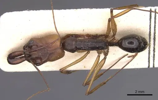 Odontomachus assiniensis - CASENT0915470